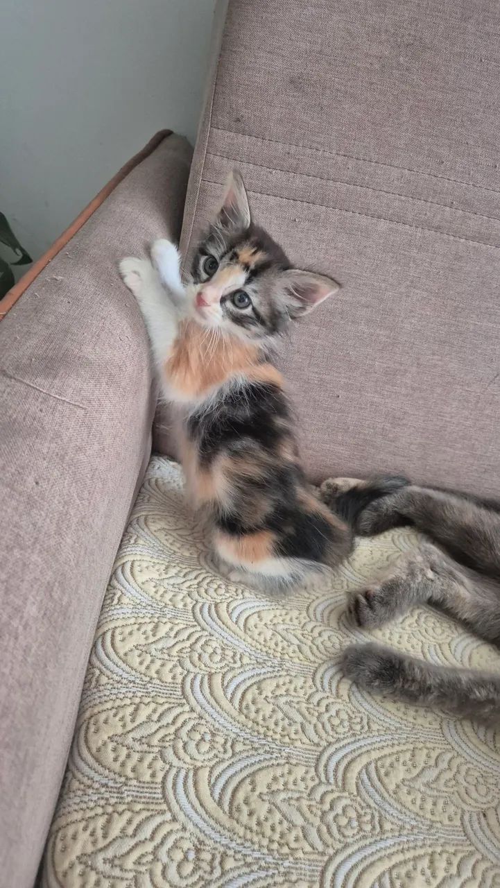 Gatos - Foto 2