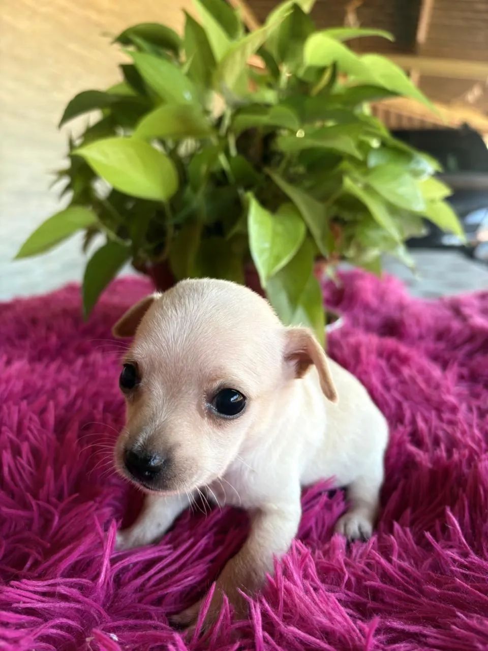 Pinscher - Foto 2