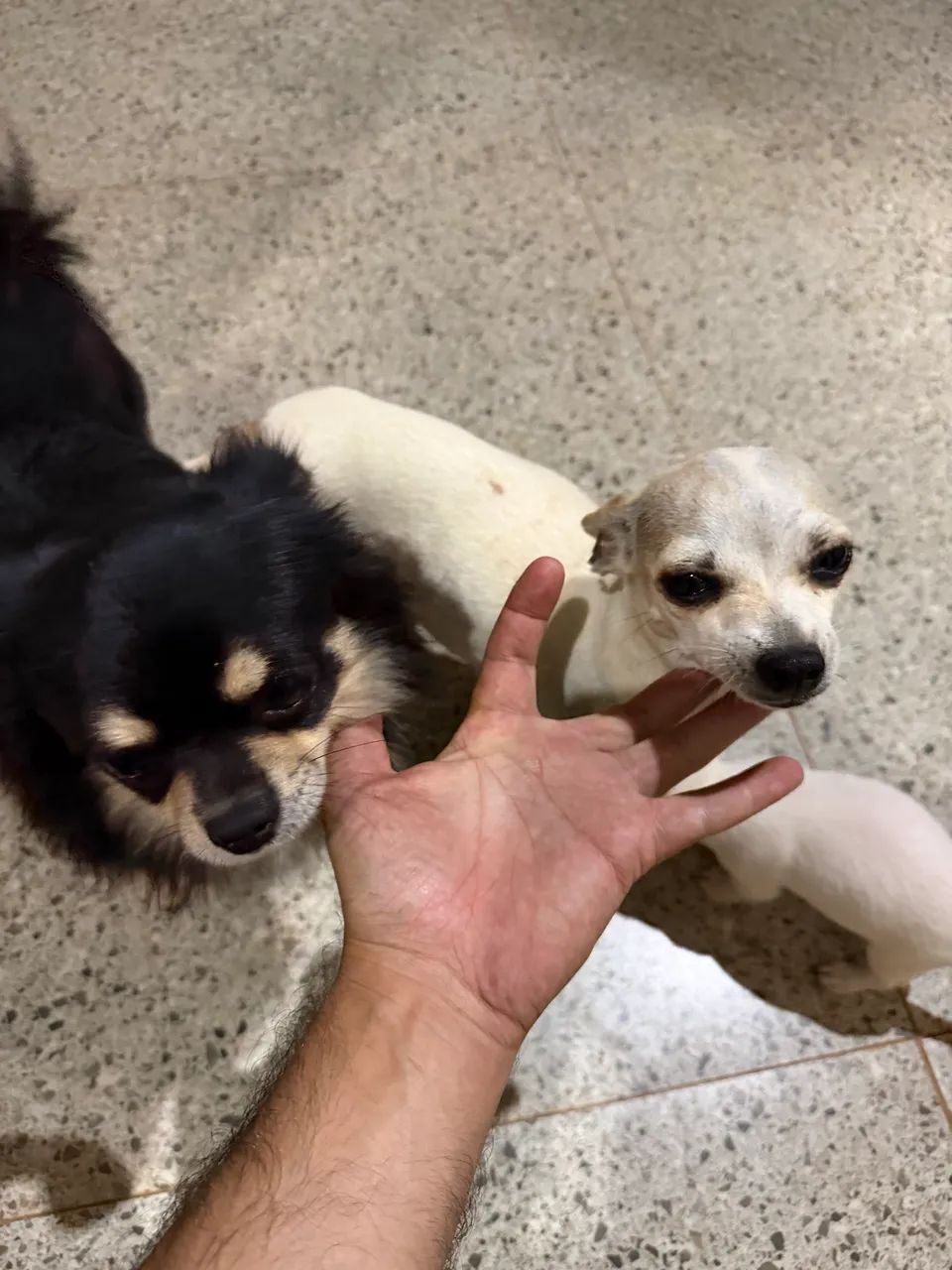 Chihuahua Macho 