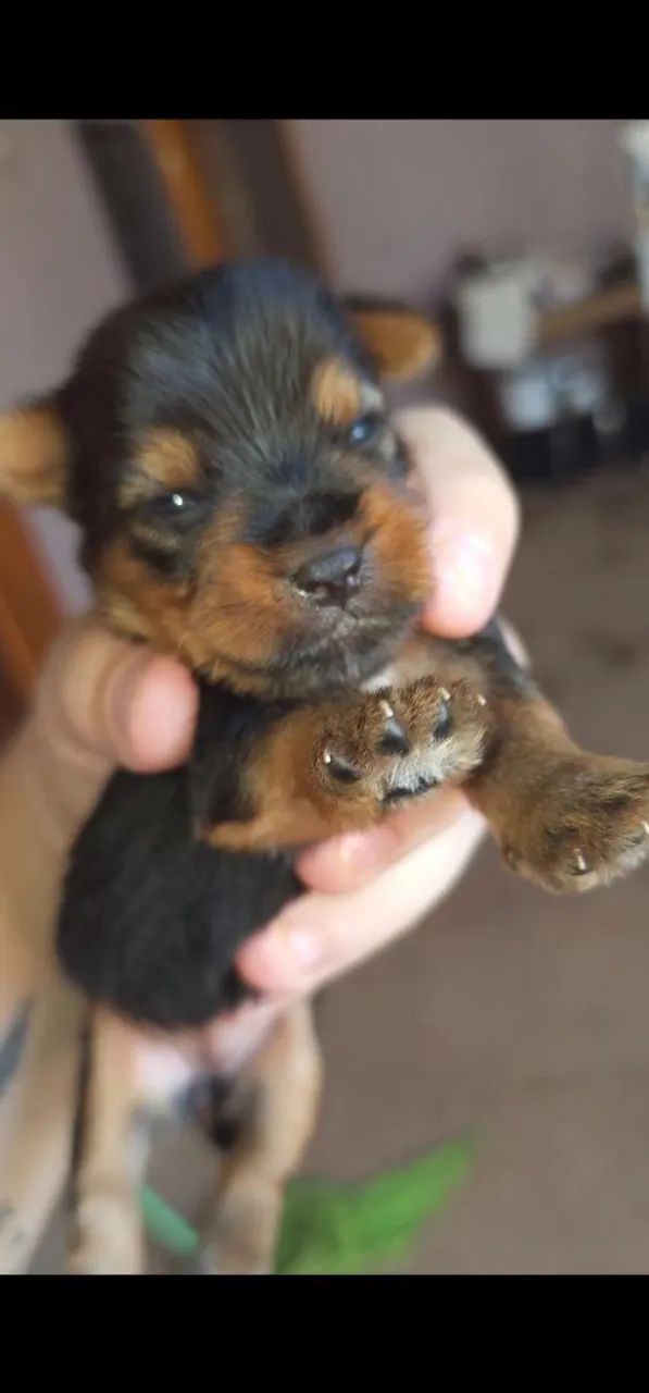 Yorkshire Terriers  - Foto 2