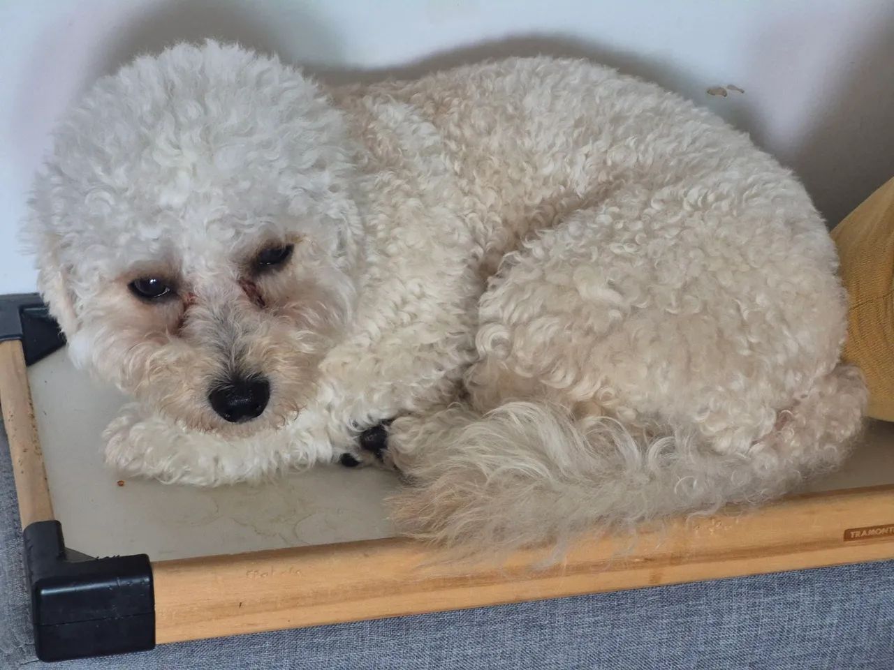 Doação de Poodle