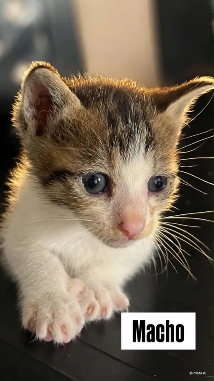 Gatinhas para adoção  - Foto 2
