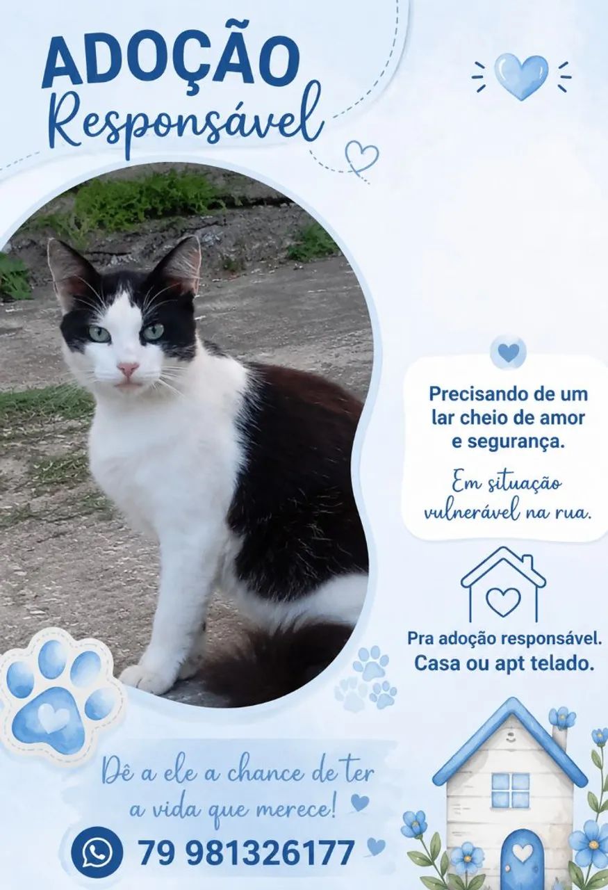 ADOÇÃO DE GATOS