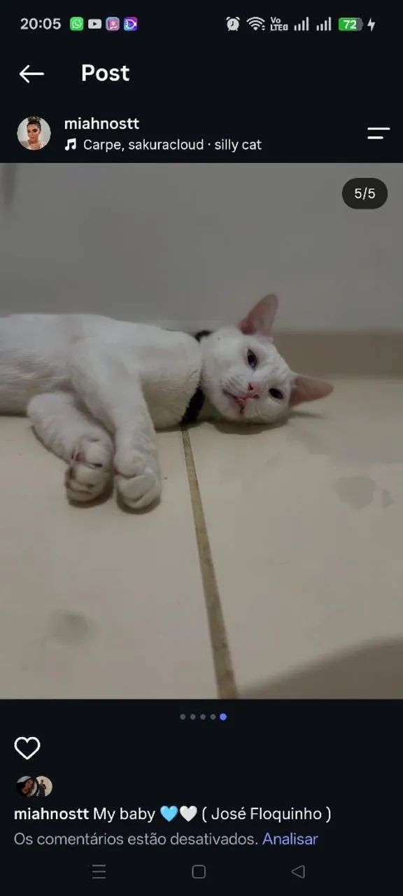 Gatos para doação  - Foto 5