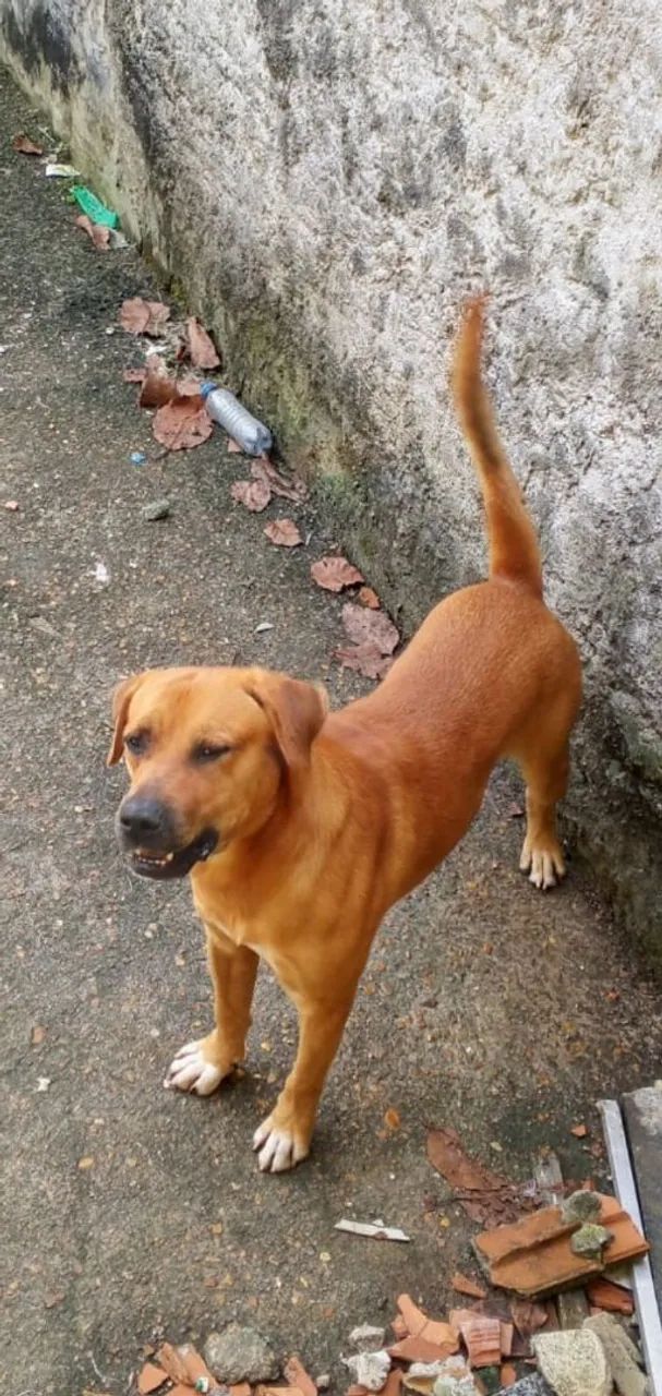 Cachorro 