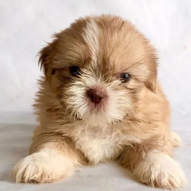 shih tzu mini com procedencia 