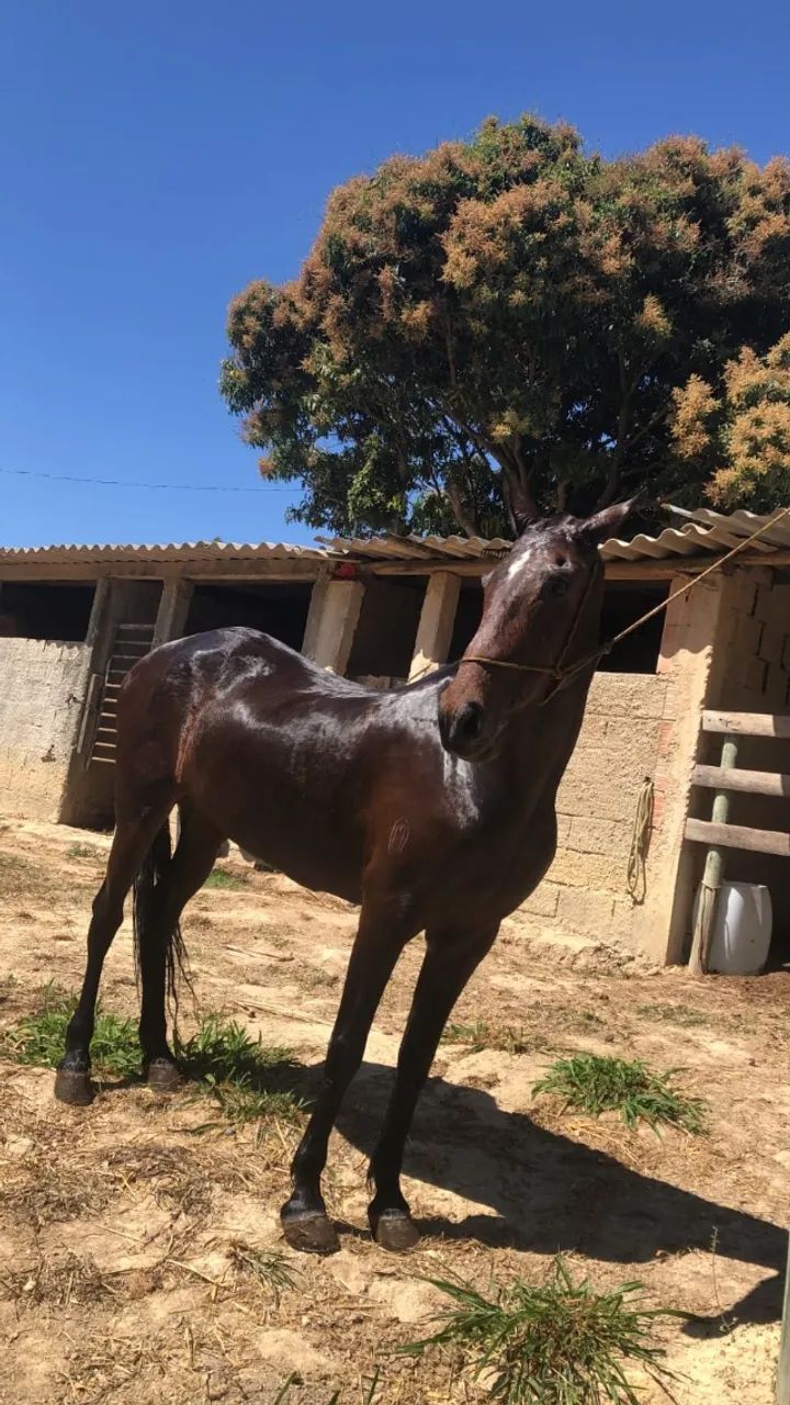 cavalo - Foto 5