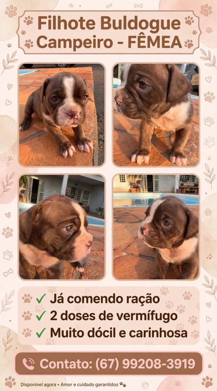 Buldogue campeiro  - Foto 4