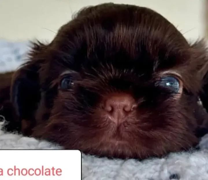 Shih tzus legítimos  - Foto 2