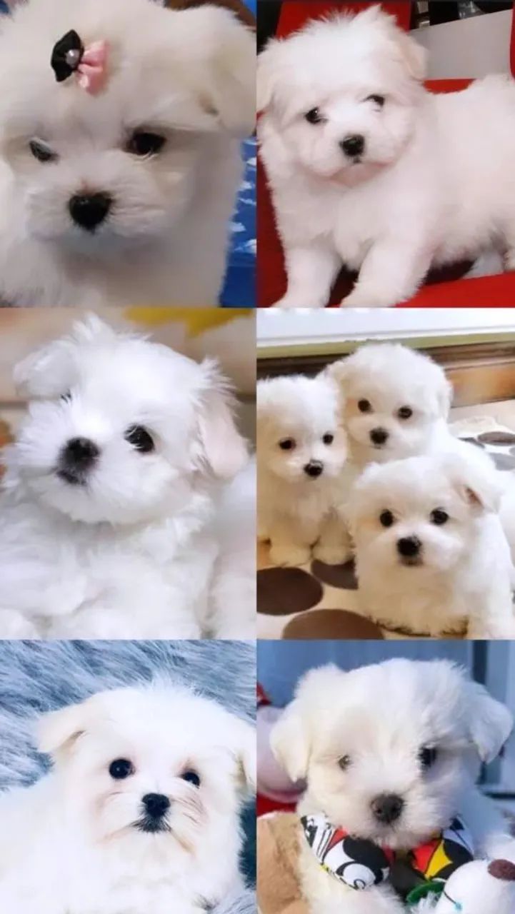 Lindos filhotes de Maltês 