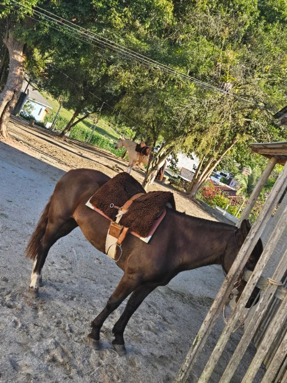 Cavalo - égua mansa - Foto 5