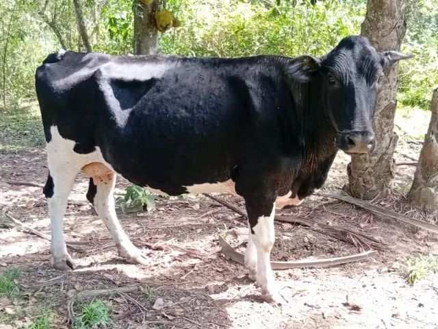 Vendo vaca girolanda prenha - Foto 2