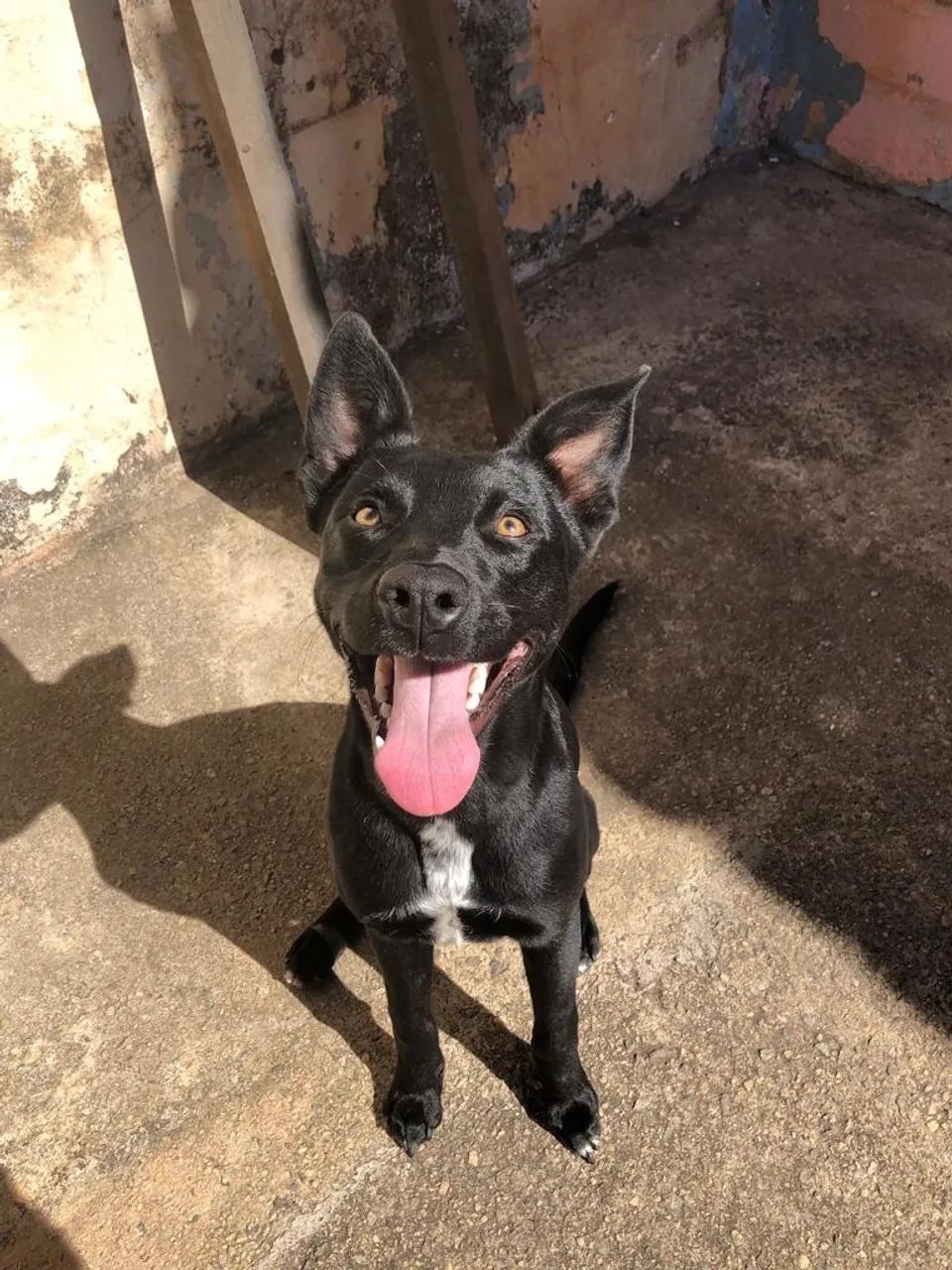Adoção Responsável  - Foto 2