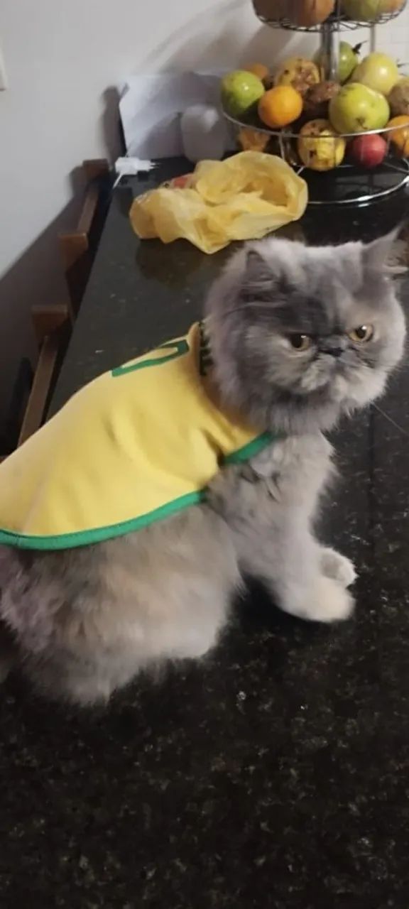 Gata persa linda. - Foto 2