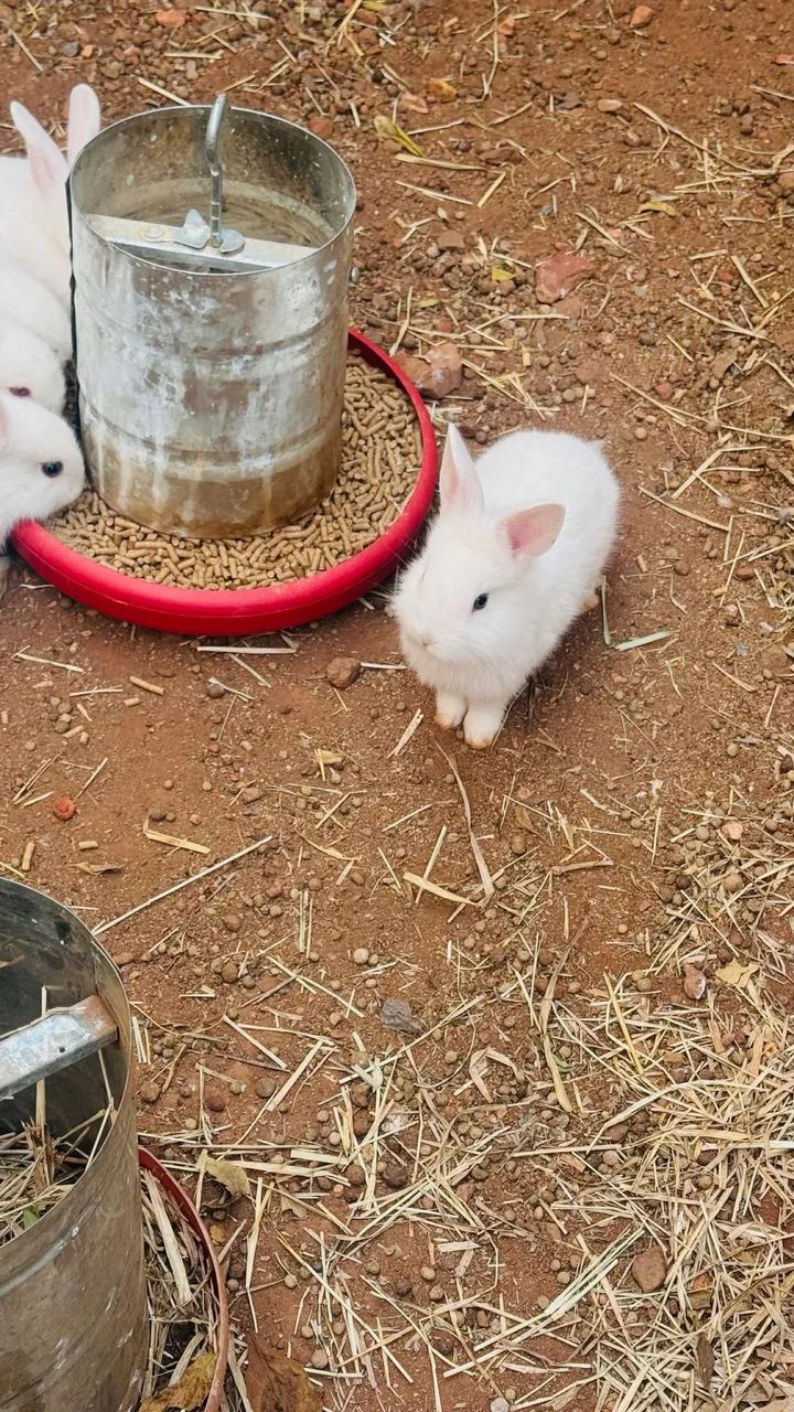 Coelhos
