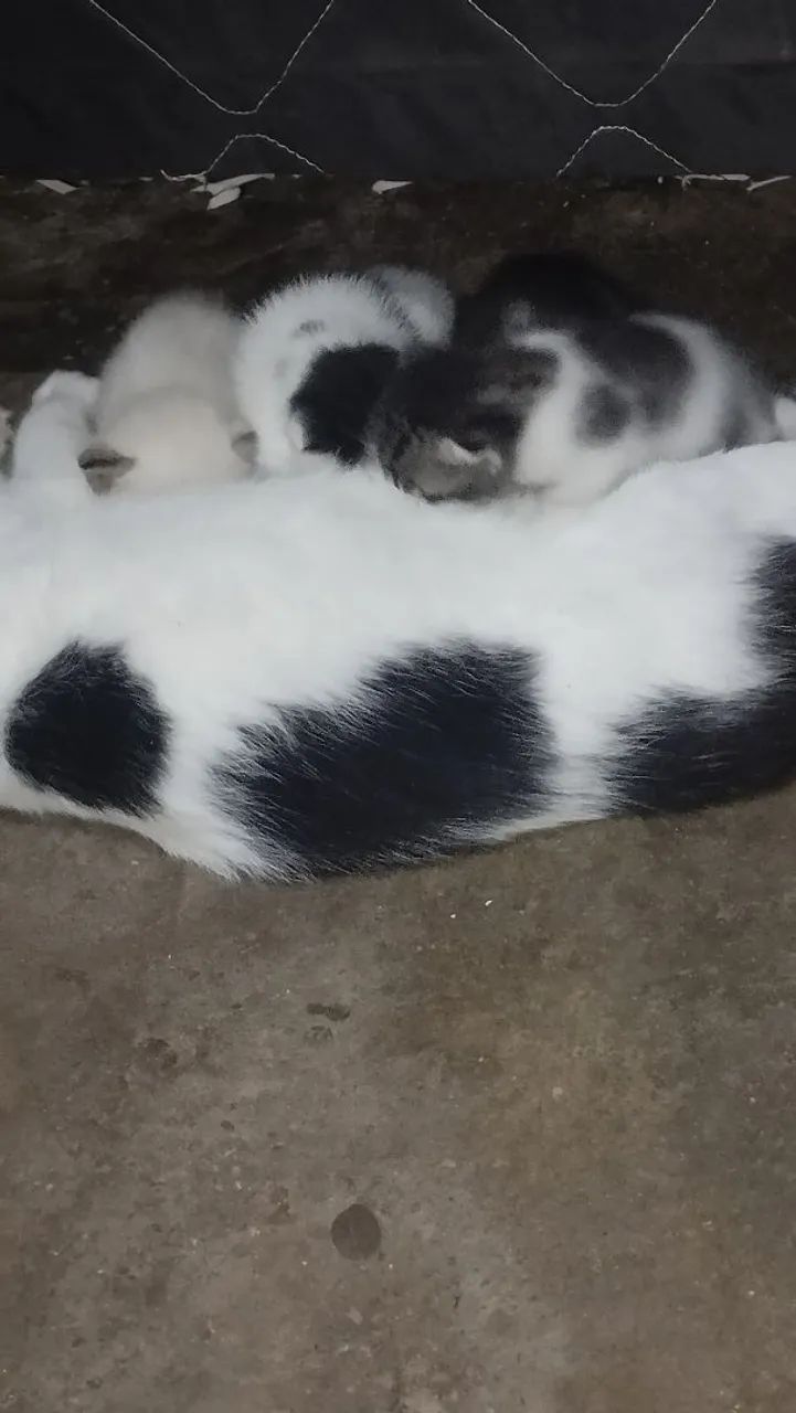 Doando gatos eae tbm - Foto 2