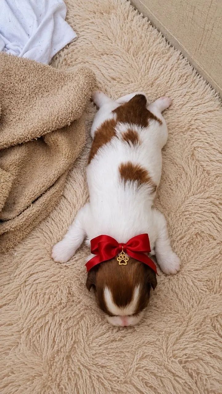 Cachorrinha - Foto 5