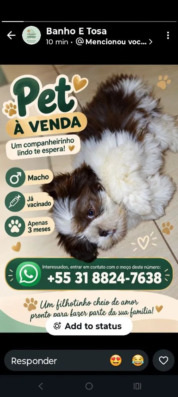 Um cachorro 