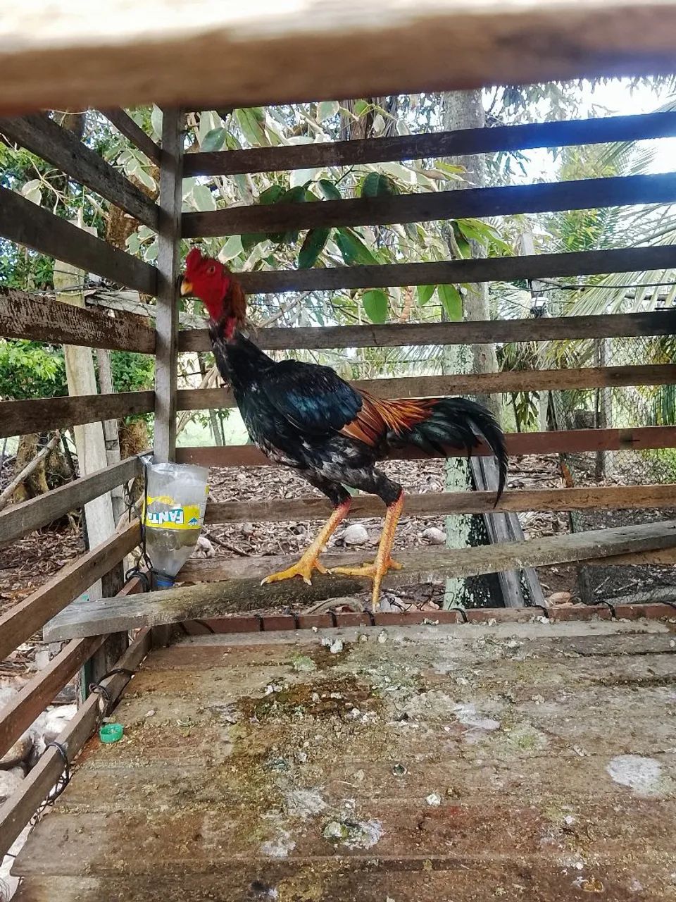 Vendo frango 