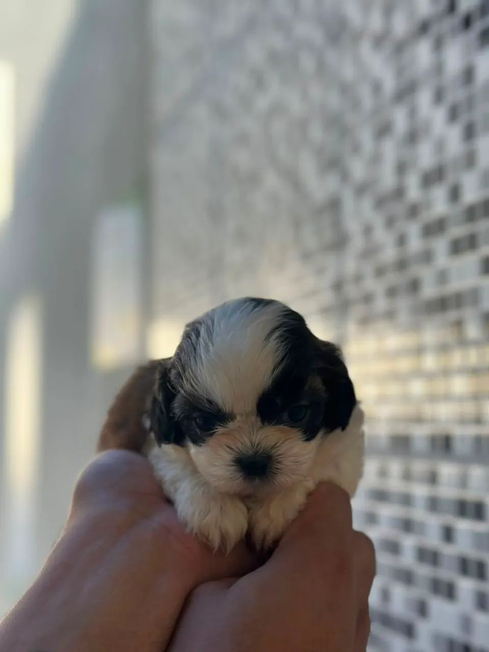 Lindeza e perfeição de shitzu  macho - Foto 3