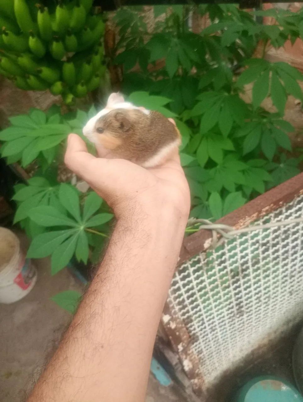 Porquinhos da índia filhotes  - Foto 5