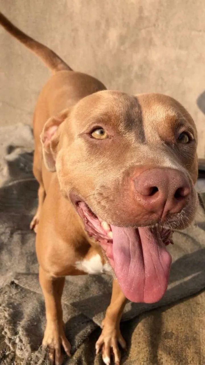 Pitbull - Foto 5