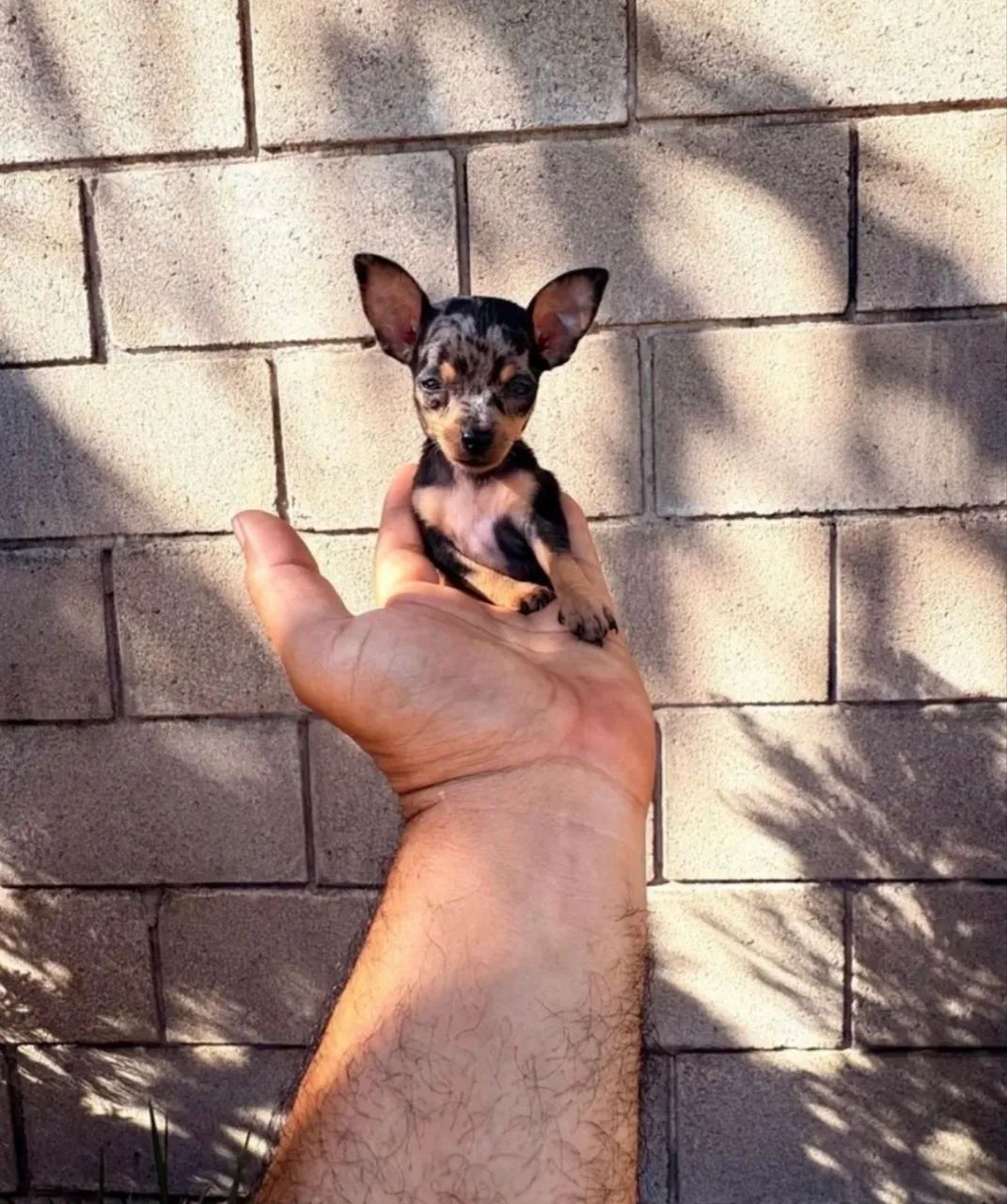 Pinscher macho disponível