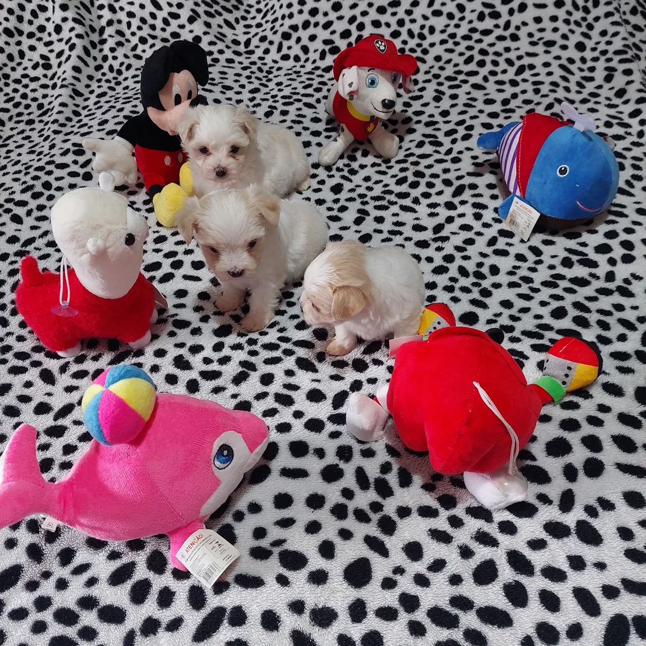 Cachorro  - Foto 2