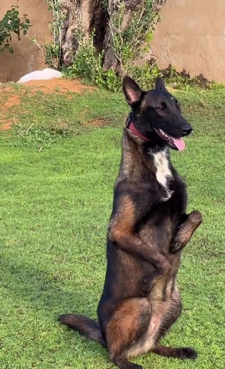 Adestrado de cães de guarda 