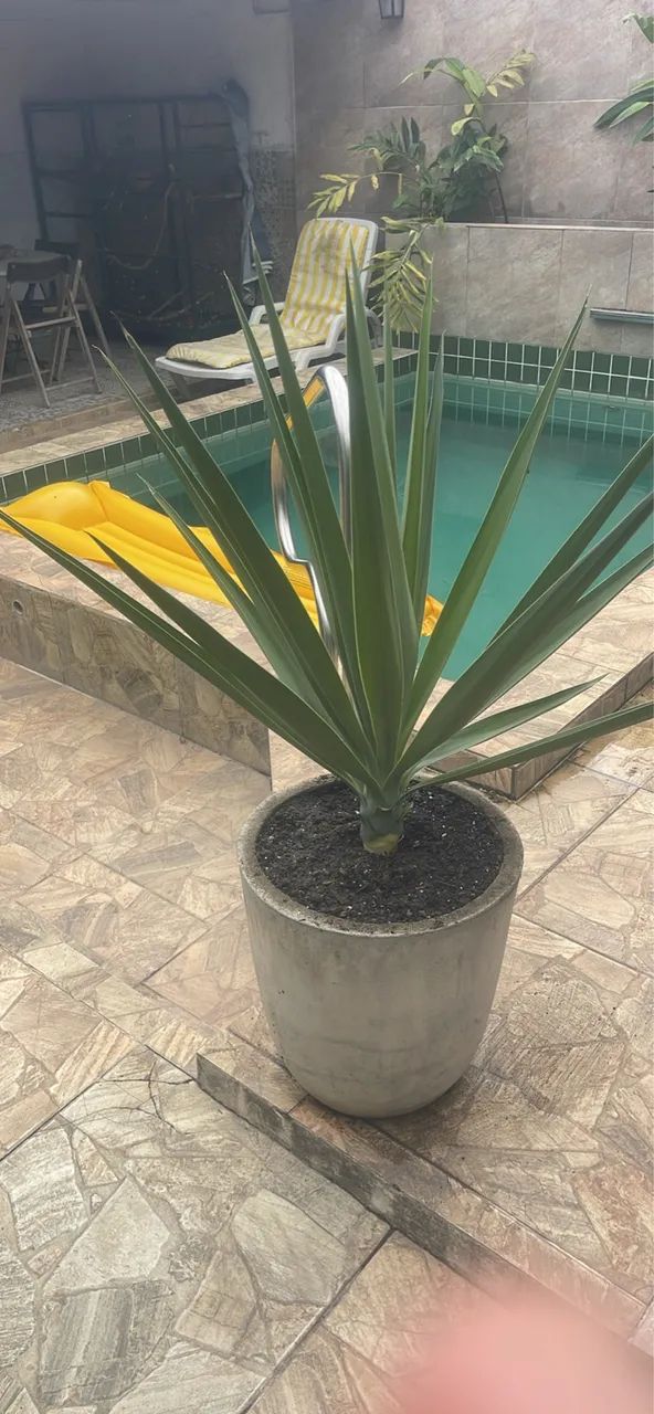 Planta Yuca - Foto 3