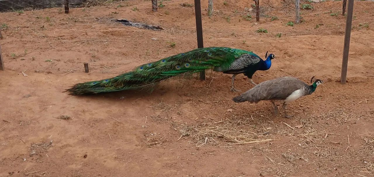 Aves - Foto 2