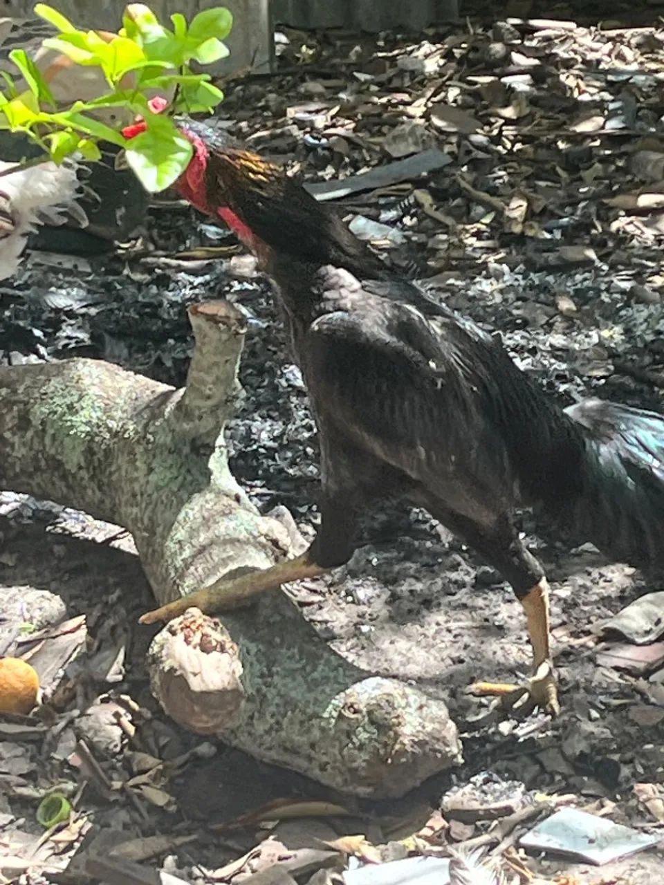 Galo - Foto 3