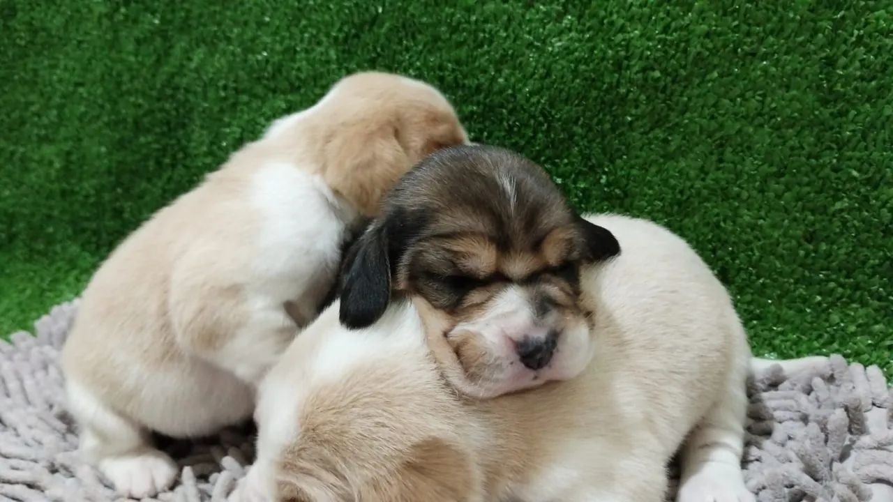 Filhotes de Beagle  - Foto 2