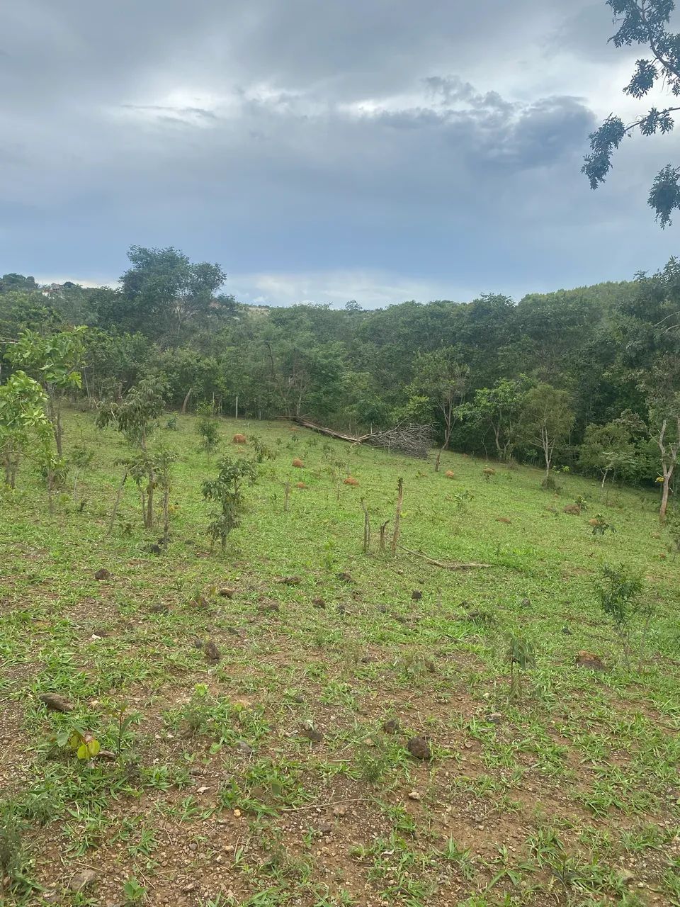 Vendo chácara de 4,5 hectares  - Foto 3
