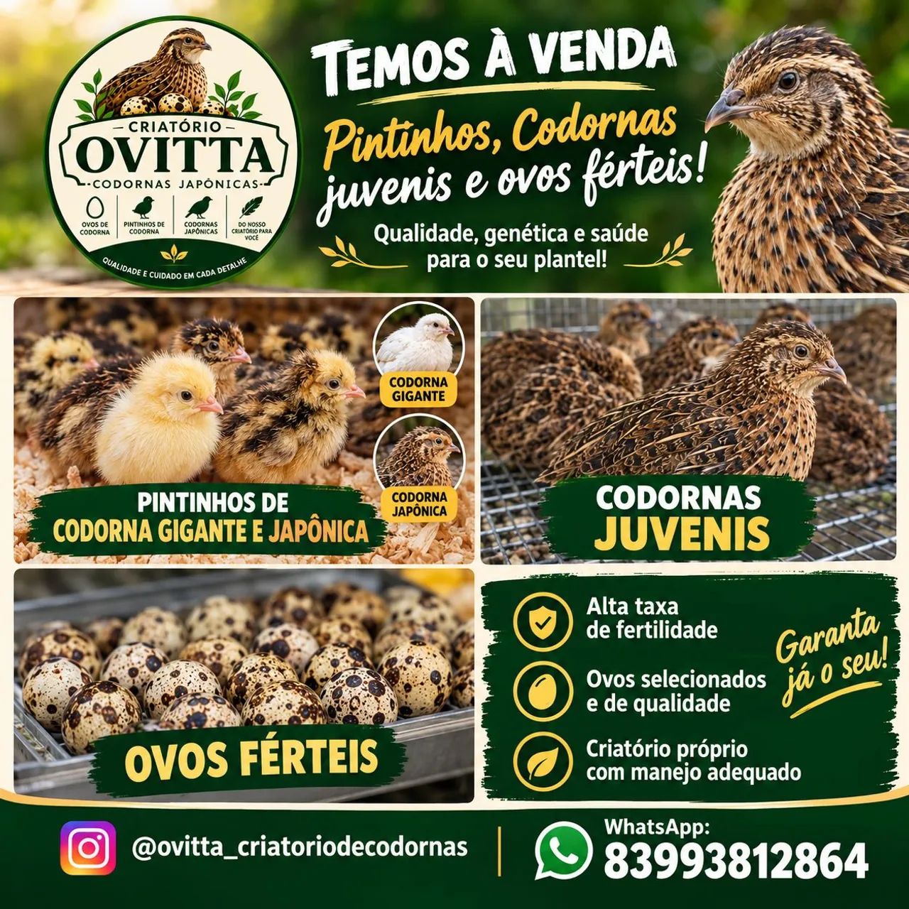 Codornas, ovos férteis...
