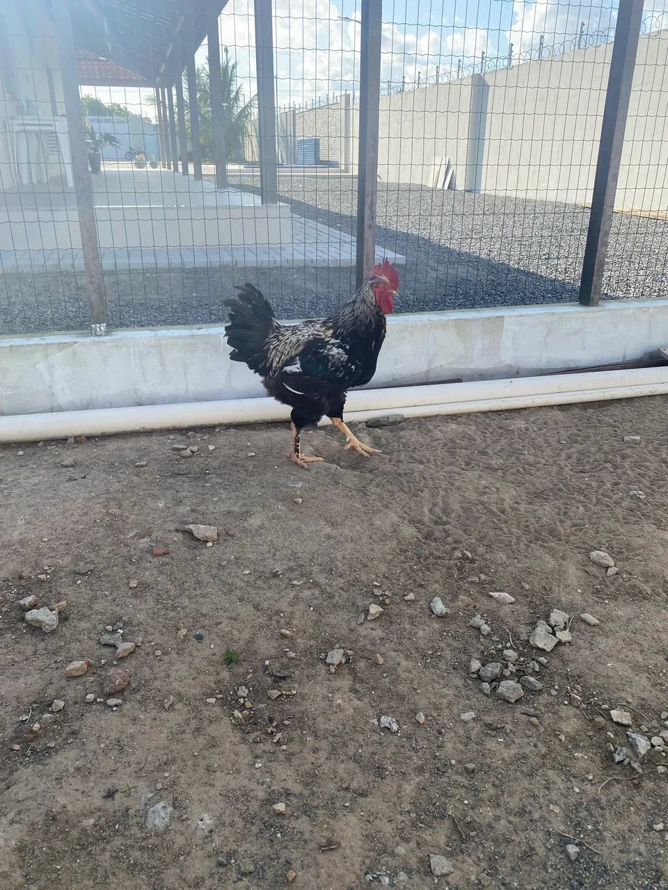 Galo Balão  - Foto 5