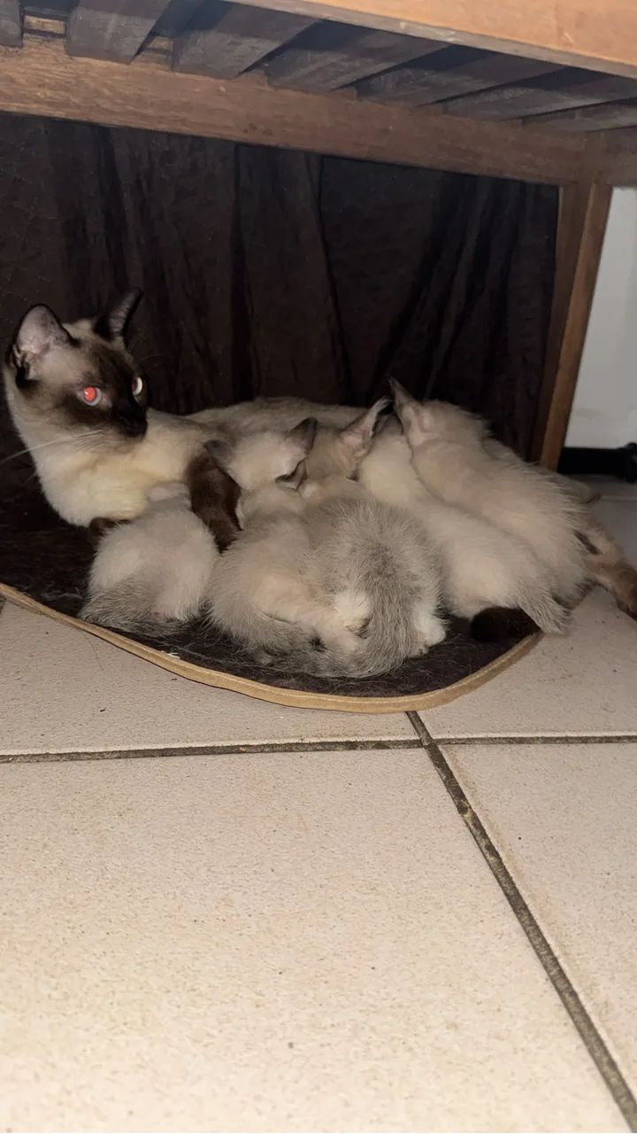 Gatinhos para adoção responsável  - Foto 2