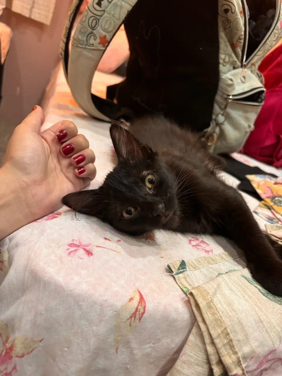 Doação de gatinhos  - Foto 3