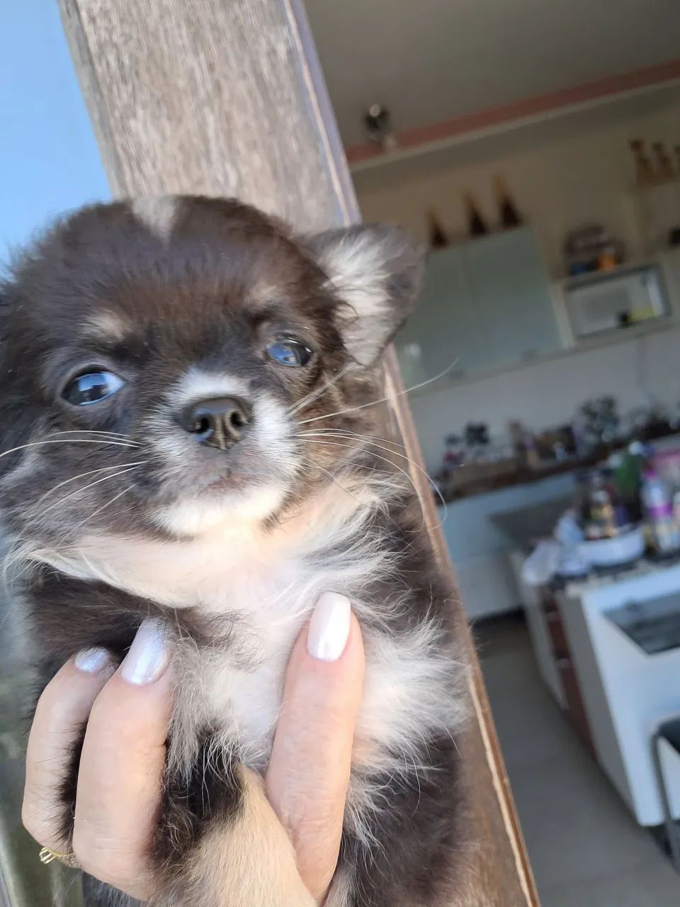 Chihuahua  - Foto 2