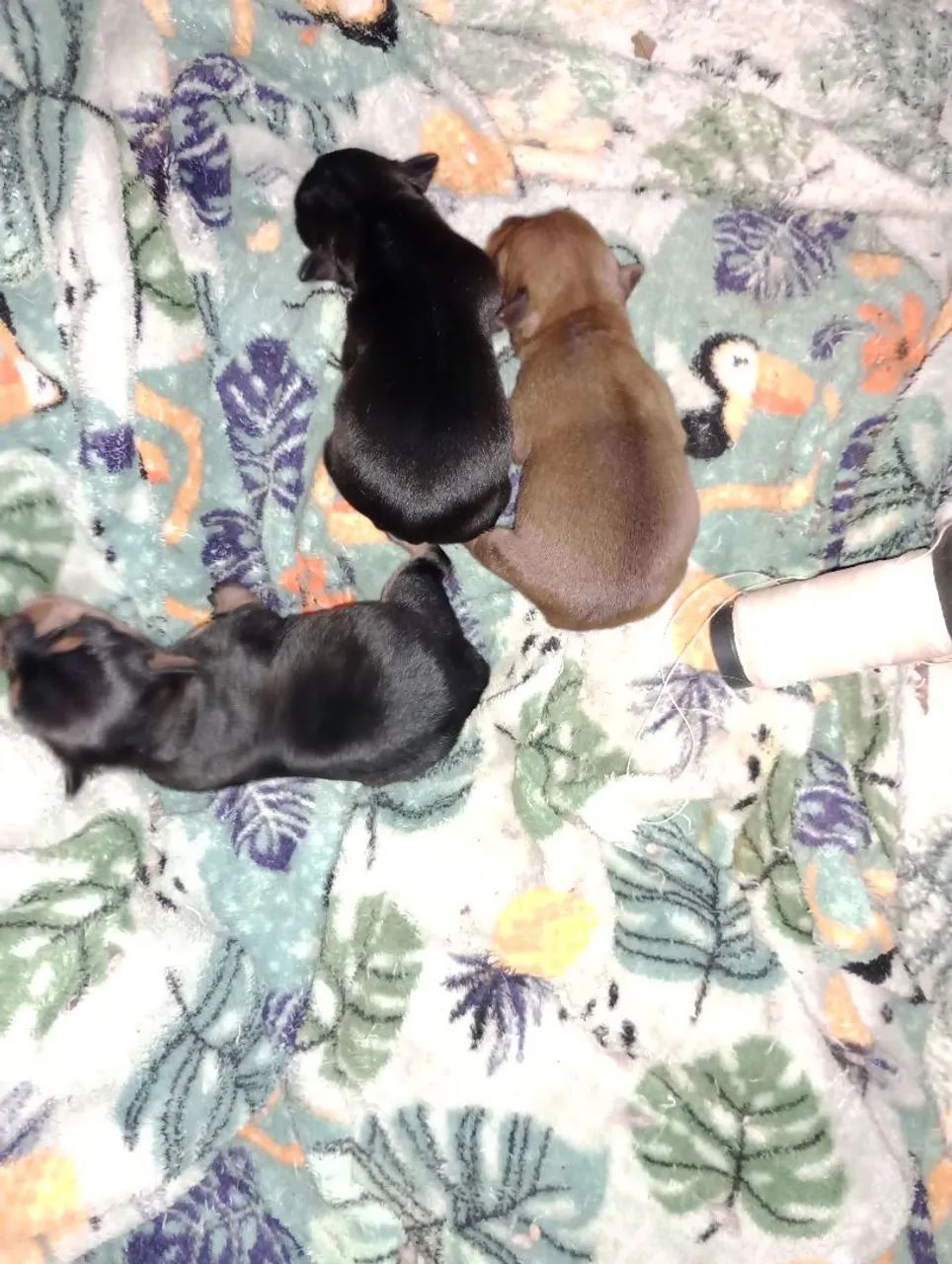 Pinscher zero - Foto 4