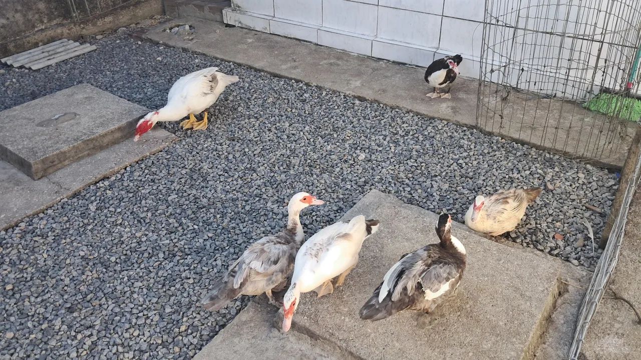 Patos  - Foto 2