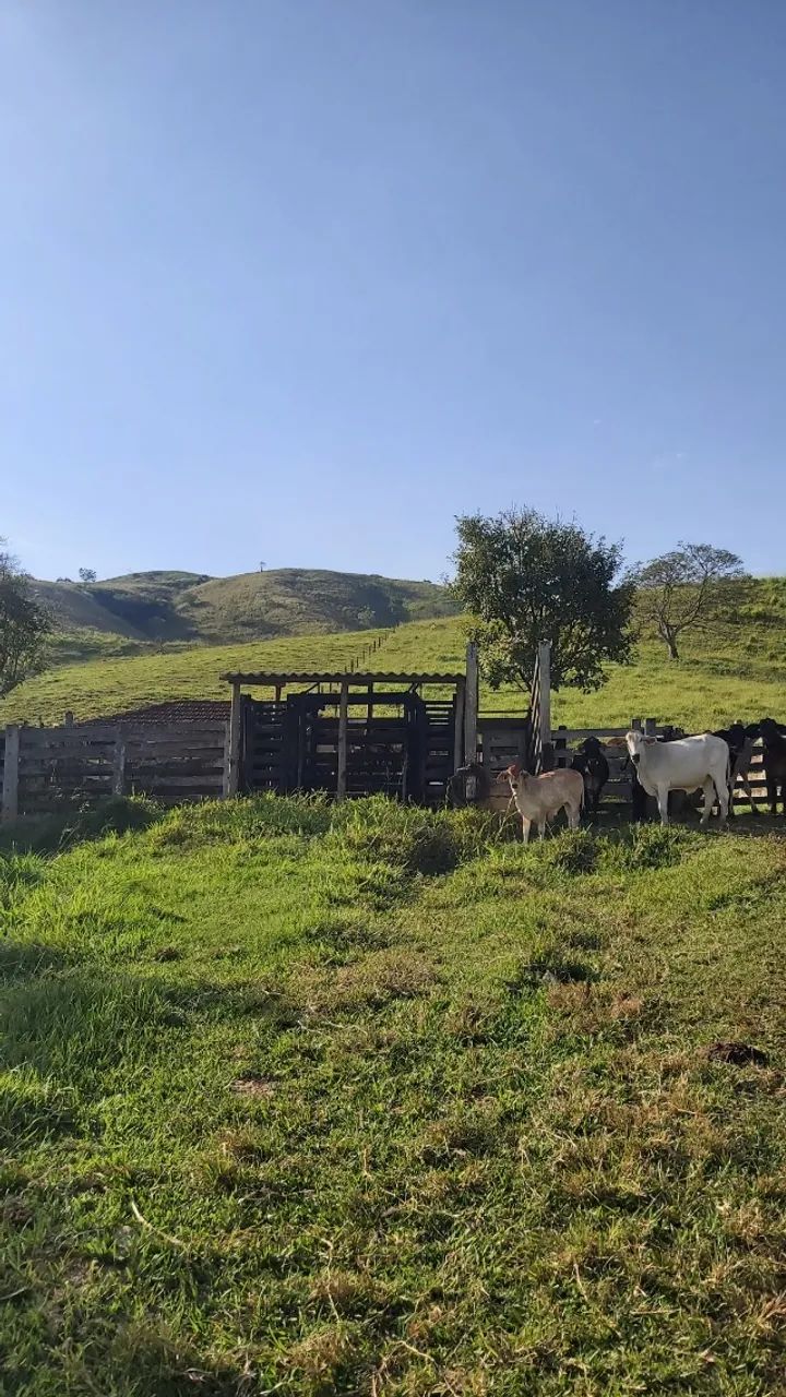 Vendo uma propriedade rural com 44 ha. - Foto 3