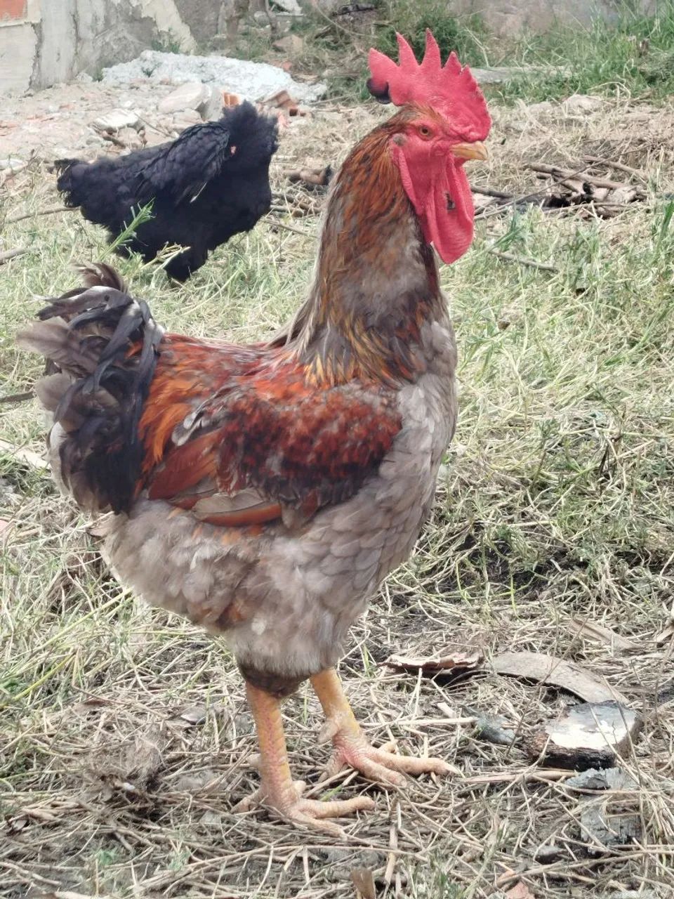 Galinhas gsb sertaneja - Foto 5