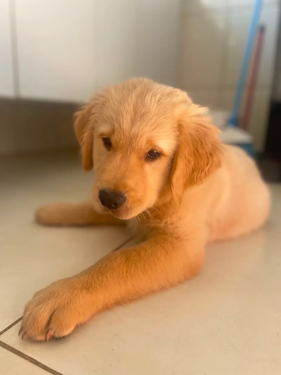 Golden - Foto 3