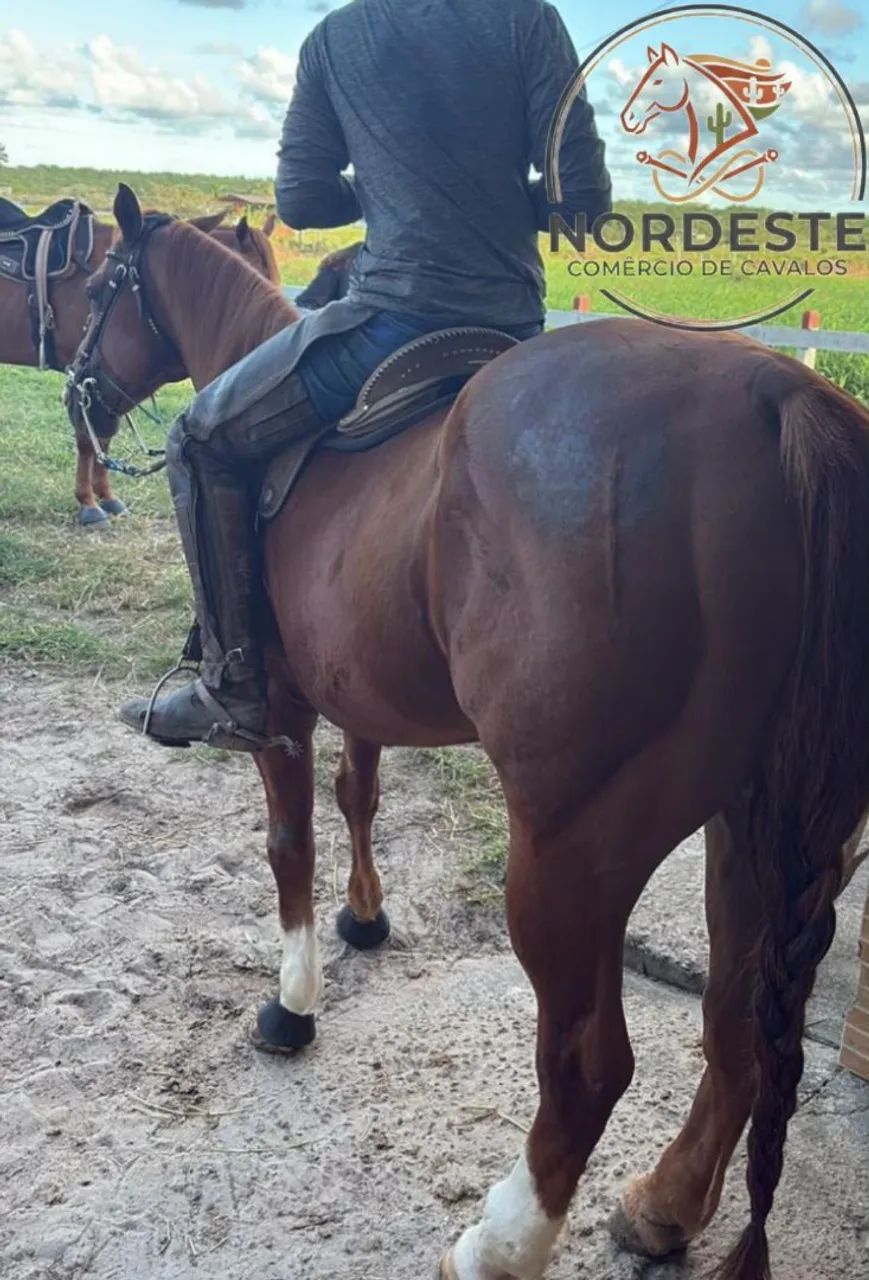 Cavalo de direita puro com documento  - Foto 2