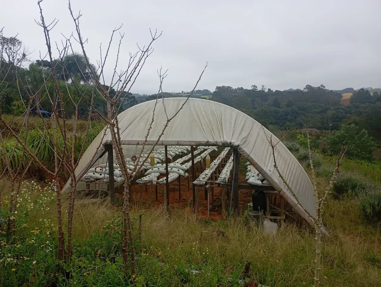 Estufa de Morango - Foto 2
