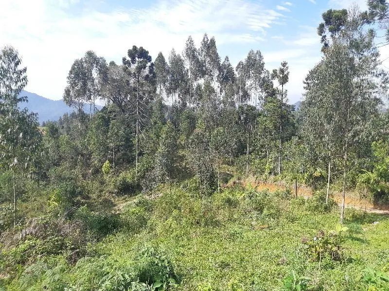 Terreno RODEIO - SC - Foto 5