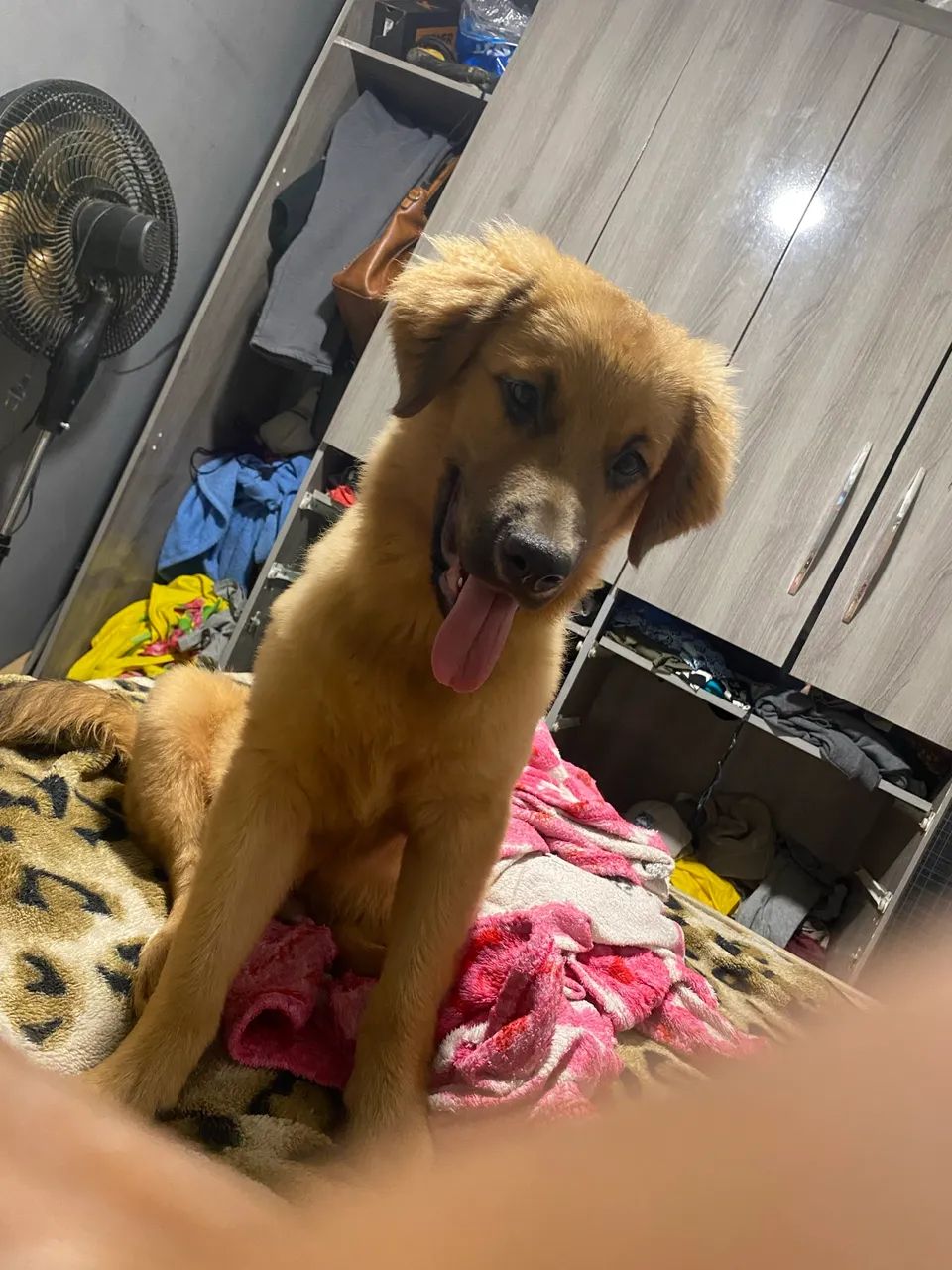 Cão  - Foto 4