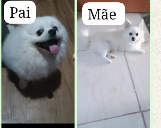 Lulu da pomerana  - Foto 3