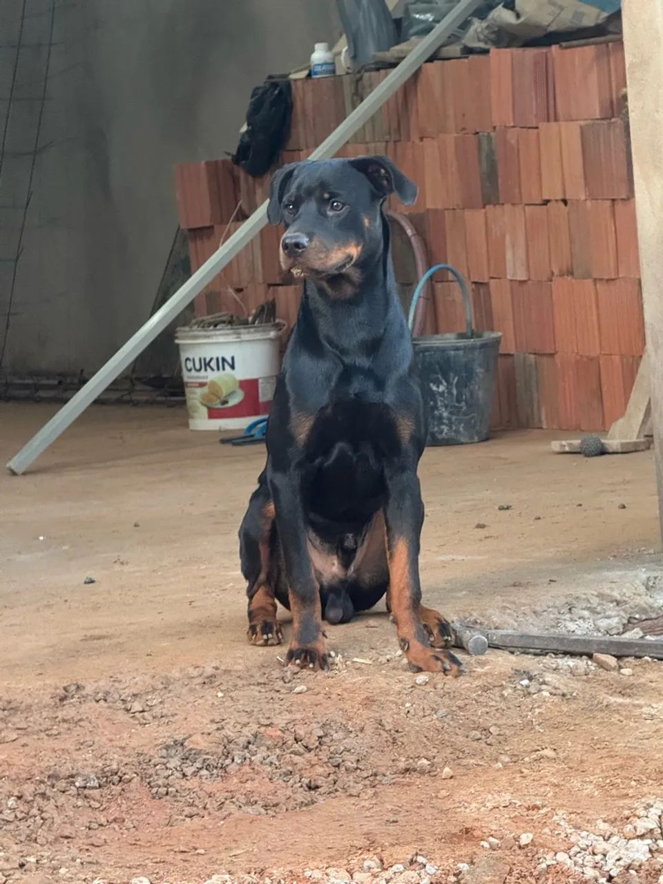 Cachorro Rottweiler - Foto 2